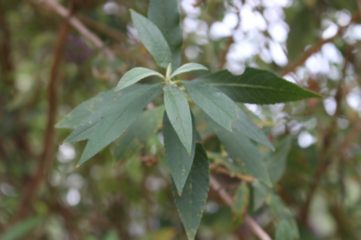 Buddleja davidii Franch.